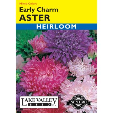 Callistephus, Aster 'Early Charm' Mixed Colors