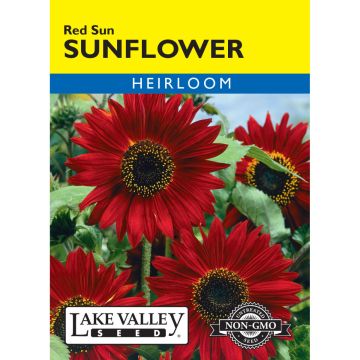 Helianthus, Sunflower 'Red Sun'