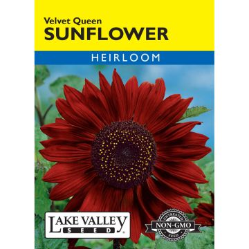Helianthus, Red Sunflower 'Velvet Queen'