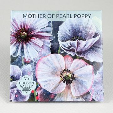 Poppy, Mother of Pearl Poppy