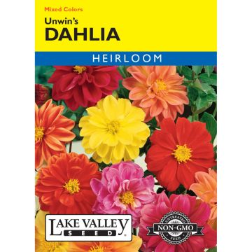 Dahlia 'Unwin’s' Mixed Colors