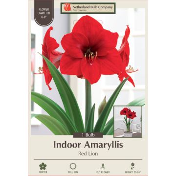 Hippeastrum, Large Flowering Amaryllis 'Red Lion', 1 bulb