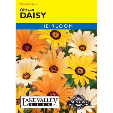 Dimorphotheca, African Daisy Mixed Colors