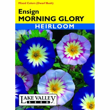 Convolvulus, Bush Morning Glory 'Ensign' Mixed Colors