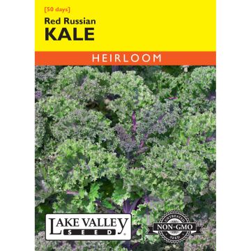 Brassica, Kale 'Red Russian'