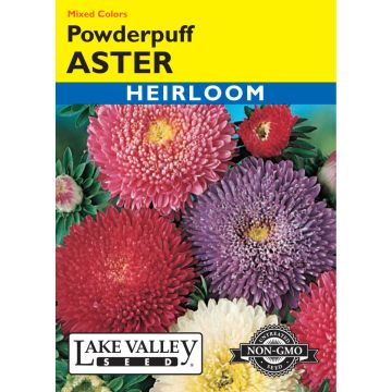 Callistephus, Aster 'Powderpuff' Mixed Colors