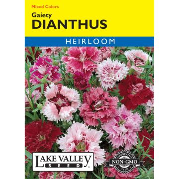 Dianthus 'Gaiety' Mixed Colors