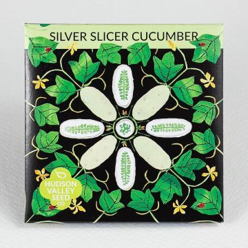 Cucumis, Cucumber, Silver Slicer Cucumber ~ 25 seeds