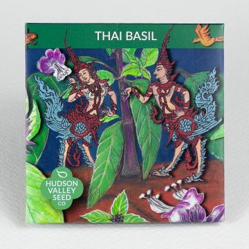 Ocimum, Basil, Thai Basil ~ 250 seeds