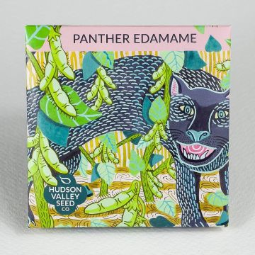 Glycine, Edamame, Panther Edamame ~ 50 seeds
