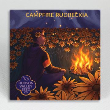 Rudbeckia, Campfire Rudbeckia ~ 200 seeds