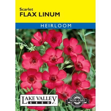 Linum, Flax 'Scarlet'