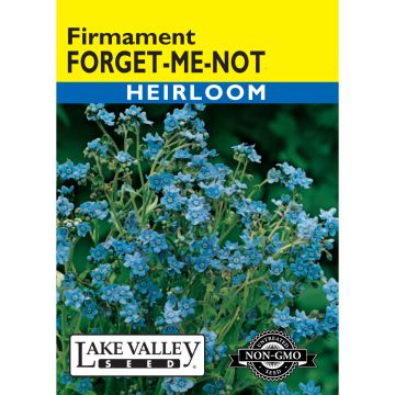 Cynoglossum, Forget-Me-Not 'Firmament'