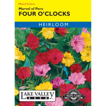 Mirabilis, Four O’Clocks 'Marvel of Peru' Mixed Colors