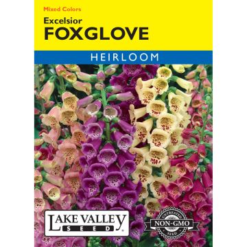 Digitalis, Foxglove 'Excelsior' Mixed Colors