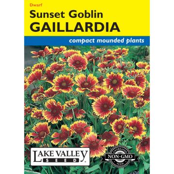Gaillardia, Blanket Flower 'Sunset Goblin'