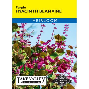 Lablab, Hyacinth Bean Vine 'Purple'