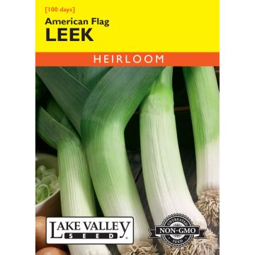 Allium, Leek 'American Flag'
