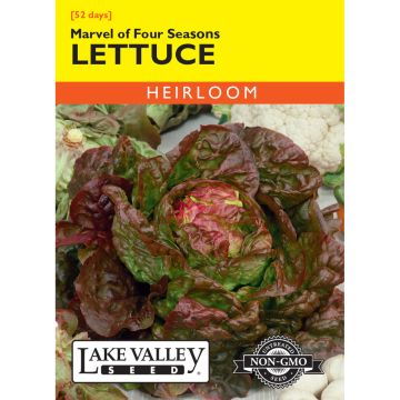 Lactuca, Lettuce 'Marvel of Four Seasons'