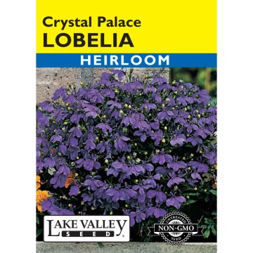 Lobelia 'Crystal Palace'