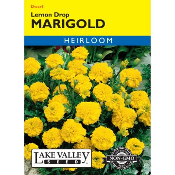 Tagetes, French Marigold 'Lemon Drop'