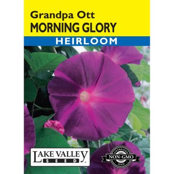 Ipomoea, Morning Glory 'Grandpa Ott'