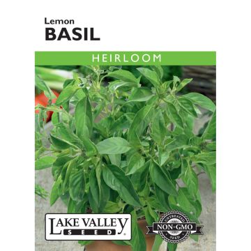 Ocimum, Basil 'Lemon' Heirloom