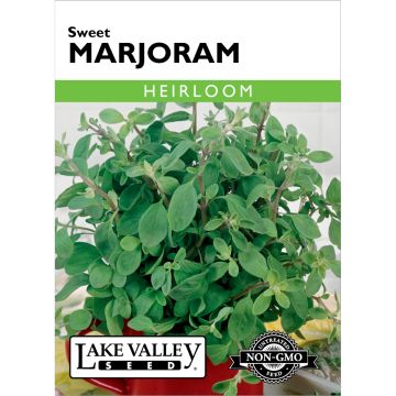 Origanum, Marjoram 'Sweet'