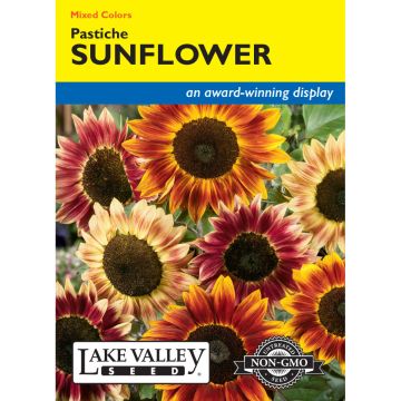 Helianthus, Sunflower 'Pastiche'