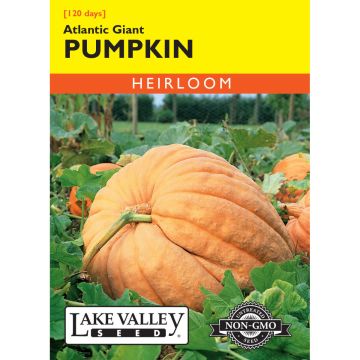 Cucurbita, Pumpkin 'Atlantic Giant'