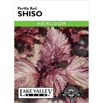 Perilla, Shiso 'Red'