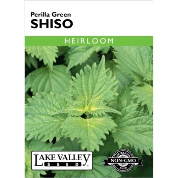 Perilla, Shiso 'Green'