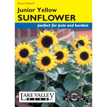 Helianthus, Sunflower 'Junior Yellow' Hybrid (Pollenless)