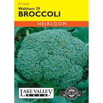 Brassica, Broccoli 'Waltham 29'