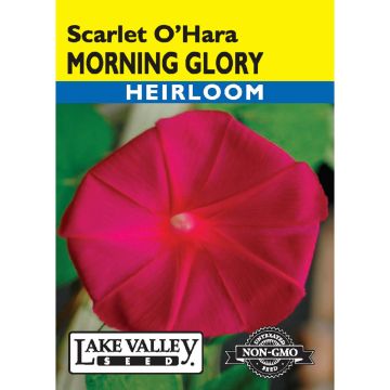 Ipomoea, Morning Glory 'Scarlet O’Hara'