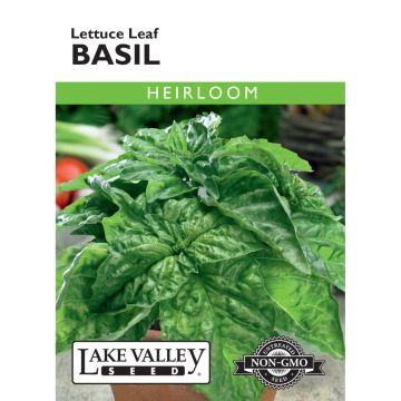 Ocimum, Basil 'Lettuce Leaf' Heirloom