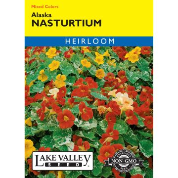 Tropaeolum, Nasturtium 'Alaska' Mixed Colors