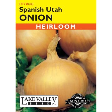 Allium, Onion Spanish 'Utah' (Long Day)