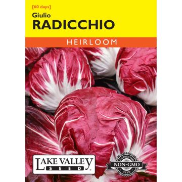 Cichorium, Radicchio 'Giulio' Heirloom