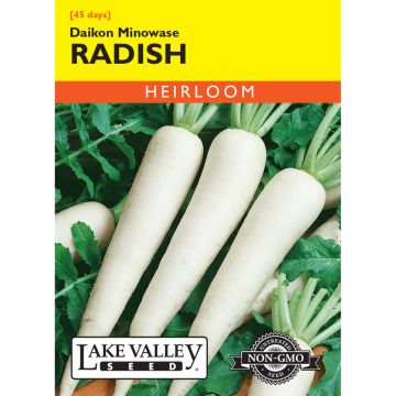 Raphanus, Daikon Radish 'Minowase'