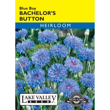 Centaurea, Bachelor’s Button 'Blue Boy'