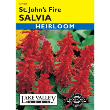 Salvia, Scarlet Sage 'St. John’s Fire'