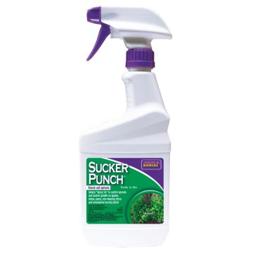 BONIDE 2761 Sucker Punch® Ready-to-Use, 1 pint