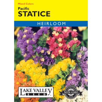 Limonium, Statice 'Pacific' Mixed Colors