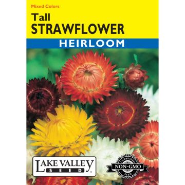 Bracteatum, Strawflower Heirloom Mix