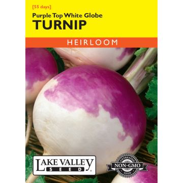 Brassica, Turnip 'Purple Top White Globe'