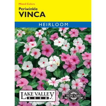 Vinca Rosea, Annual Periwinkle Mixed Colors