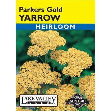 Achillea, Yarrow 'Parkers Gold' Heirloom
