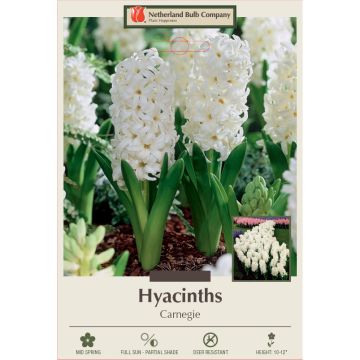 Hyacinth, Carnegie