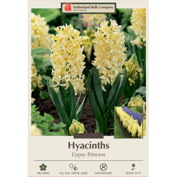 Hyacinth, Gypsy Princess